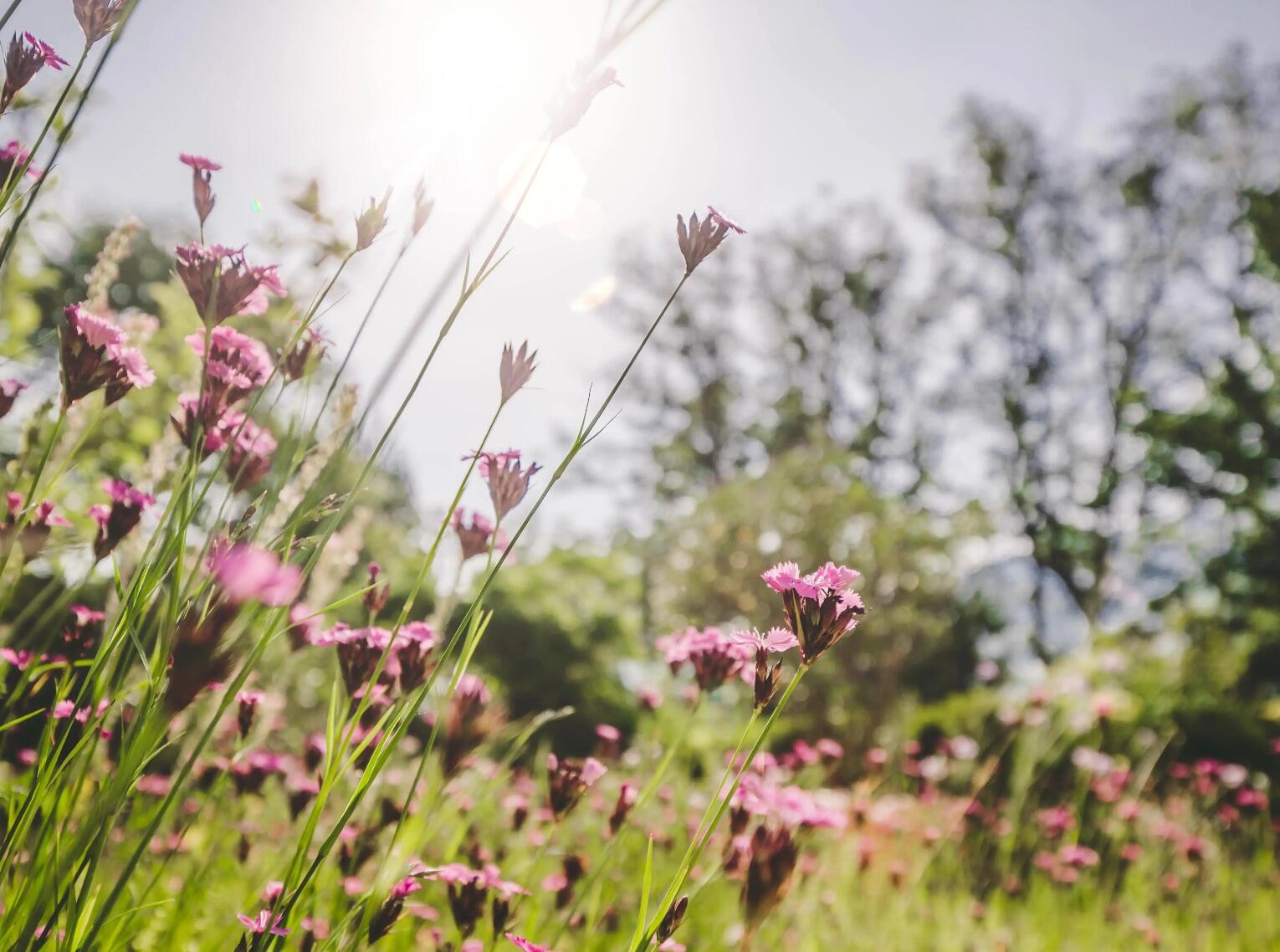 3 x 3m² Blumenwiese mit je 36 Pflanzen, Saatgut und Schotter