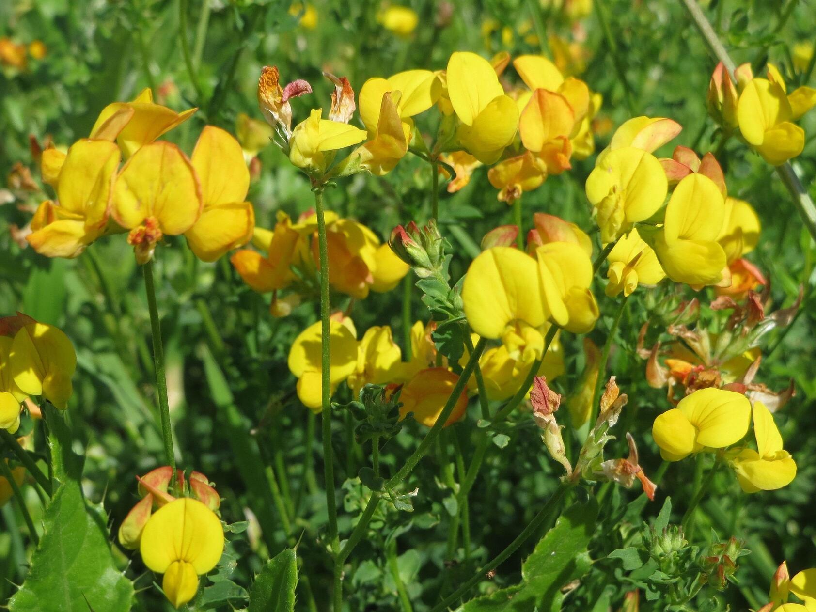 Blumenwiese – Ermäßigung