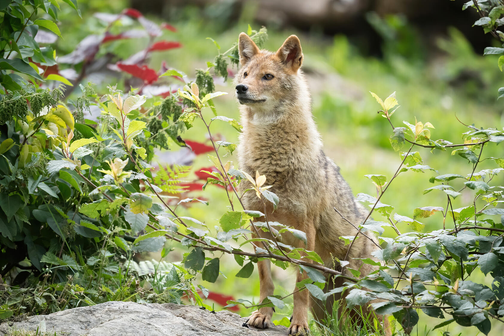 Wildpark Assling - Ermäßigung